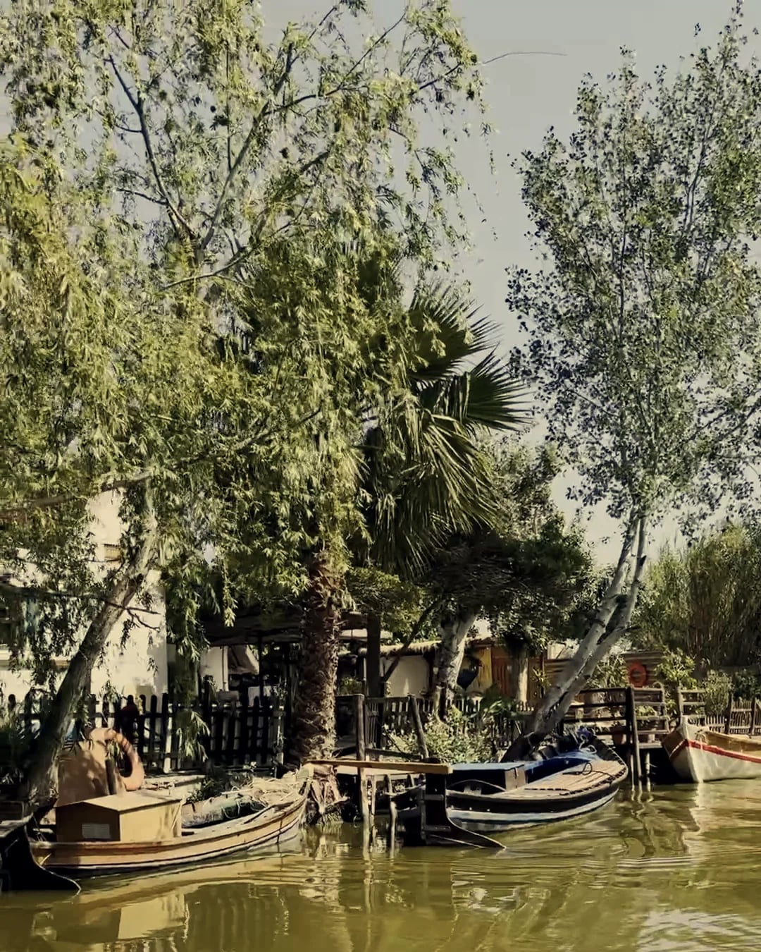 Boats moored on a canal in El Palmar, on the Albufera, under the trees